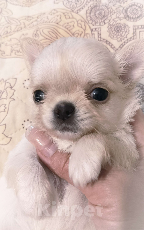 Собаки в Москве: Красивый малыш, маленького размера Мальчик, 40 000 руб. - фото 2