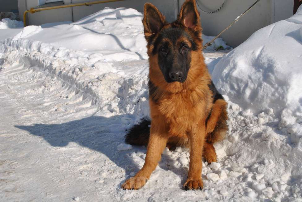 Собаки в Кирове: Продаётся щенок немецкой овчарки-кобель Мальчик, 30 000 руб. - фото 2