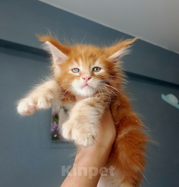 Кошки в Москве: Котята Мейн Кун Мальчик, 10 000 руб. - фото 3
