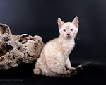 Кошки в Санкт-Петербурге: Бенгальские котята Мальчик, 35 000 руб. - фото 6