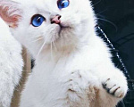 Кошки в Тольятти: Купить котёнка!  Девочка, 1 руб. - фото 1