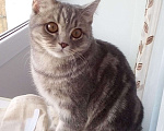 Кошки в Ижевске: Вязка шотландский котик, 800 руб. - фото 1