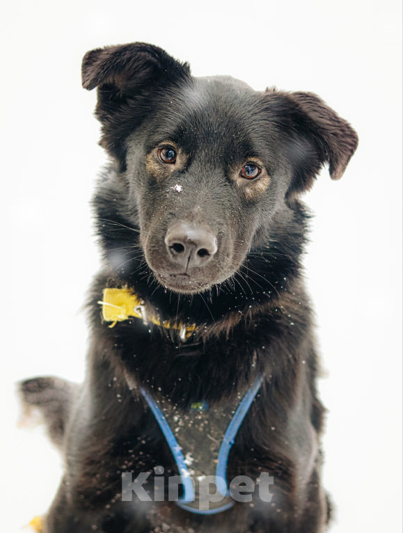 Собаки в Москве: Милый пушистый Коржик ищет семью Мальчик, Бесплатно - фото 3