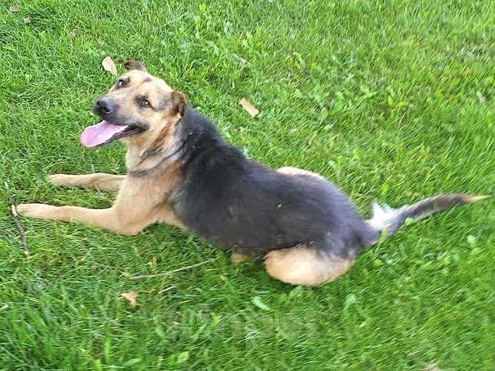 Собаки в Краснодаре: Ищет дом молодой пес Толик, воплощение дружелюбия  Мальчик, 10 руб. - фото 3