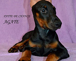 Собаки в Санкт-Петербурге: Щенок добермана Агата Девочка, 70 000 руб. - фото 1