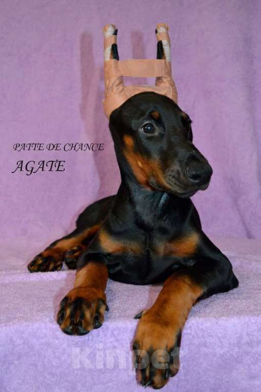 Собаки в Санкт-Петербурге: Щенок добермана Агата Девочка, 70 000 руб. - фото 1