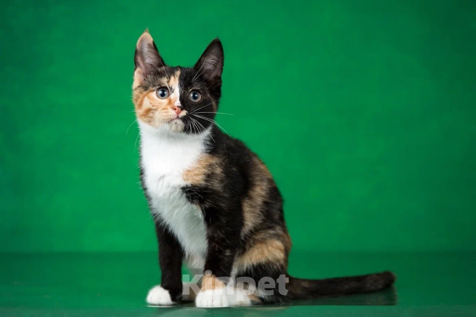 Кошки в Люберцах: Трехцветный котёнок по кличке Юка ищет свою семью. Девочка, 1 руб. - фото 1