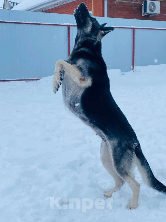 Собаки в других городах Краснодарского края: Щенок Восточноевропейской овчарки Девочка, 50 000 руб. - фото 10