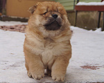 Собаки в Королеве: Продается щенок чау-чау Девочка, 70 000 руб. - фото 4