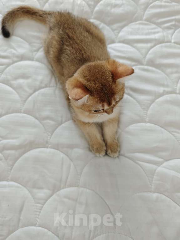 Кошки в Ангарске: Феникс Британский котёнок золото Мальчик, 35 000 руб. - фото 3