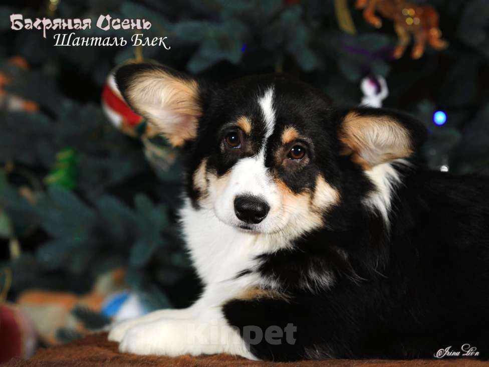 Собаки в других городах Московской области: Щенки вельш корги пемброк Девочка, 70 000 руб. - фото 1