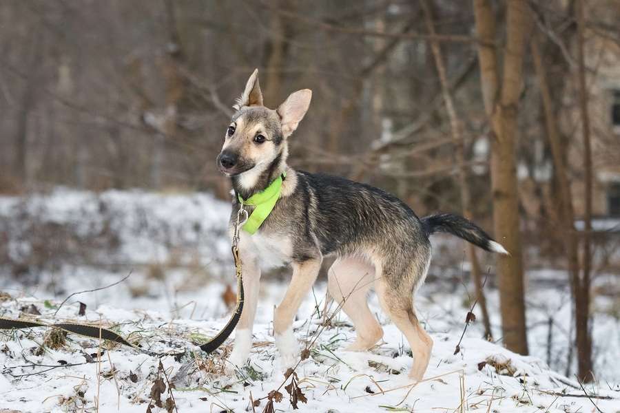 Собаки в Москве: Ищете верного друга и компаньона для всей семьи? Девочка, Бесплатно - фото 10