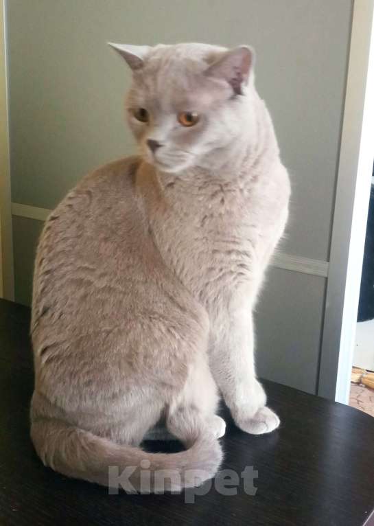 Кошки в Москве: Шотландский прямоухий Мальчик, 7 000 руб. - фото 1