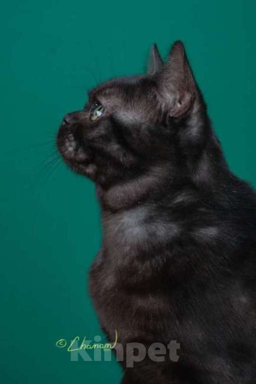 Кошки в Москве: Американский короткошерстный кот, импорт США Мальчик, Бесплатно - фото 9