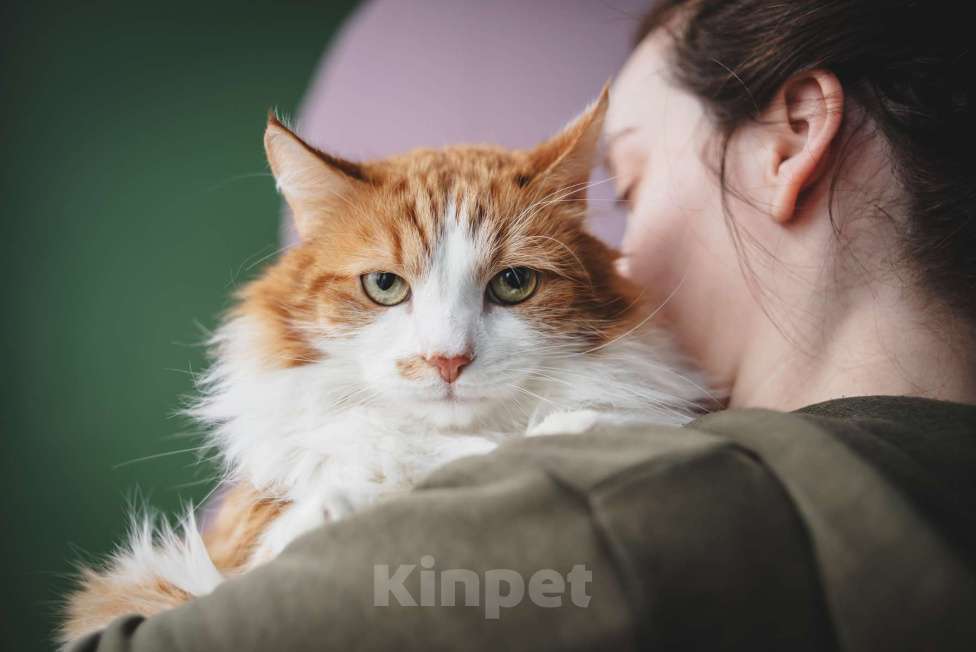 Кошки в Москве: Ласковый любопытный котик Алисий ищет дом Мальчик, Бесплатно - фото 5