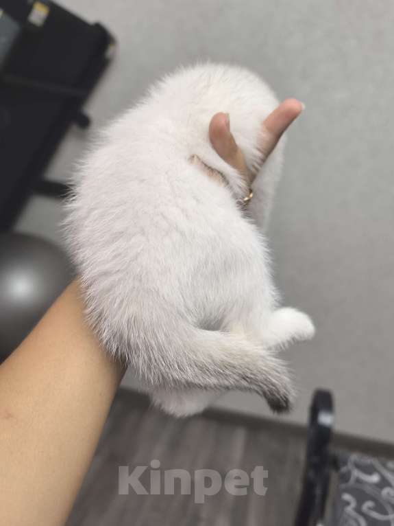 Кошки в Краснодаре: Серебристая шиншилла Девочка, 12 000 руб. - фото 2