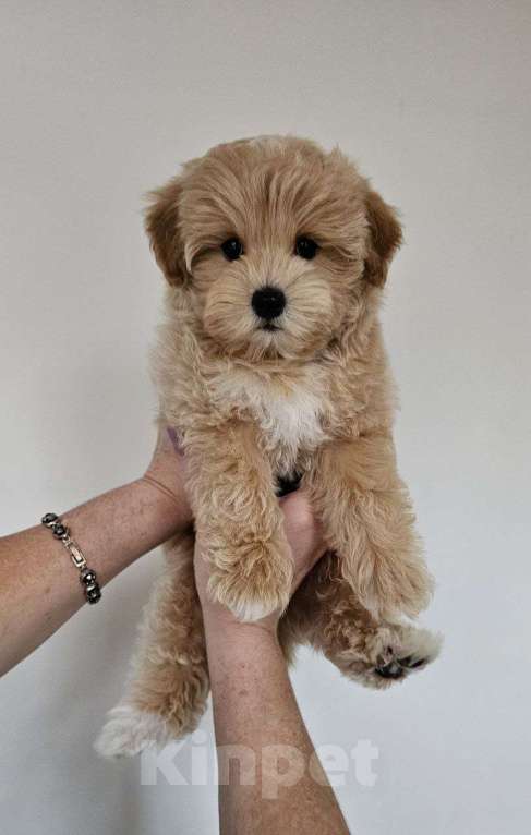 Собаки в Раменском: Щенок мальтипу f1 Мальчик, 120 000 руб. - фото 1