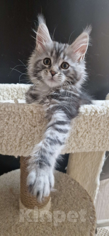 Кошки в Ижевске: Котята мейн-кун Девочка, 55 000 руб. - фото 4