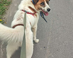 Собаки в Люберцах: В жк Томилино парк более  двух недель назад найдена собака.  Мальчик, 1 руб. - фото 4