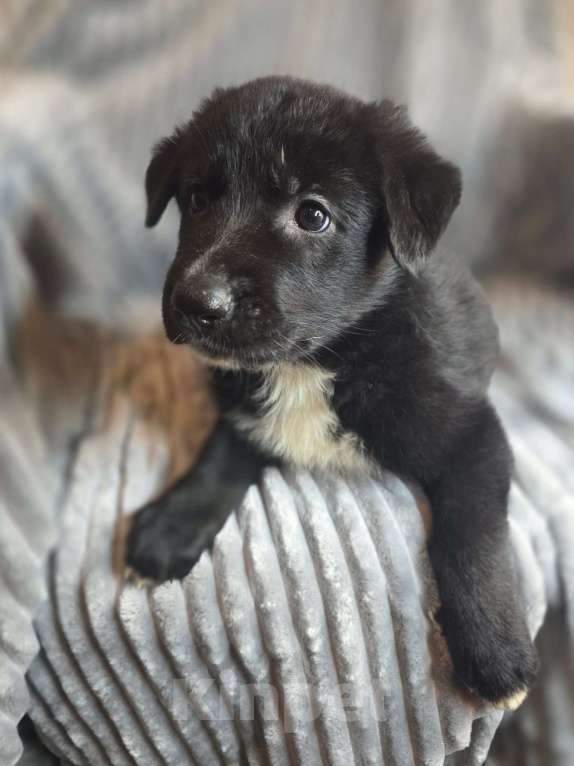 Собаки в Москве: Щенки от мамы-овчарки в дар Мальчик, 1 руб. - фото 6