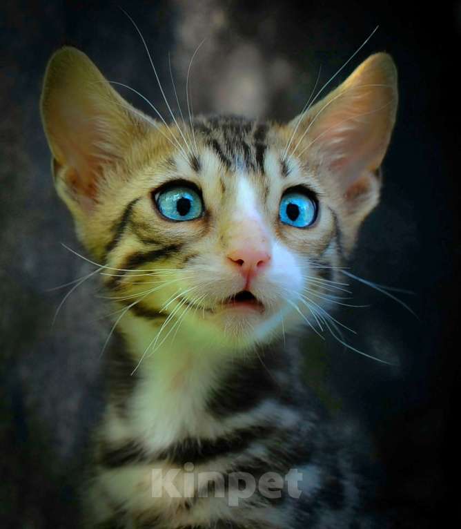 Кошки в Москве: Бенгальский котенок серебро Девочка, Бесплатно - фото 6