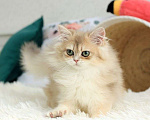 Кошки в Владивостоке: Британский котёнок в шикарной шубке Мальчик, 120 000 руб. - фото 3