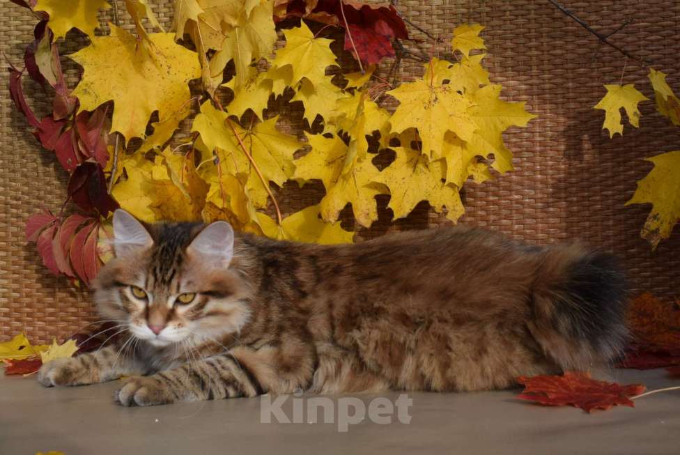 Кошки в Егорьевске: Курильский бобтейл Мальчик, 40 000 руб. - фото 6