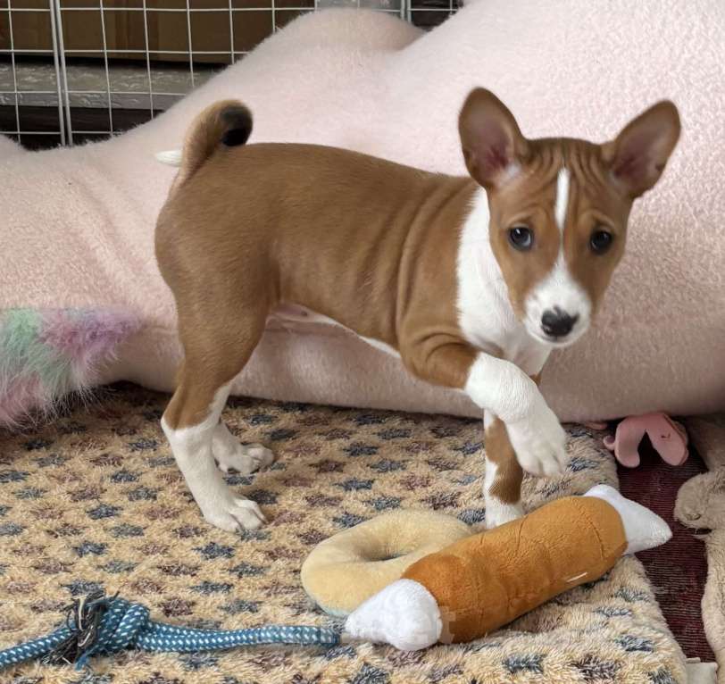 Собаки в Котласе: Щенки Басенджи Разнополые, 50 000 руб. - фото 4