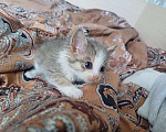 Кошки в Ижевске: Котёнок в добрые руки Девочка, Бесплатно - фото 1