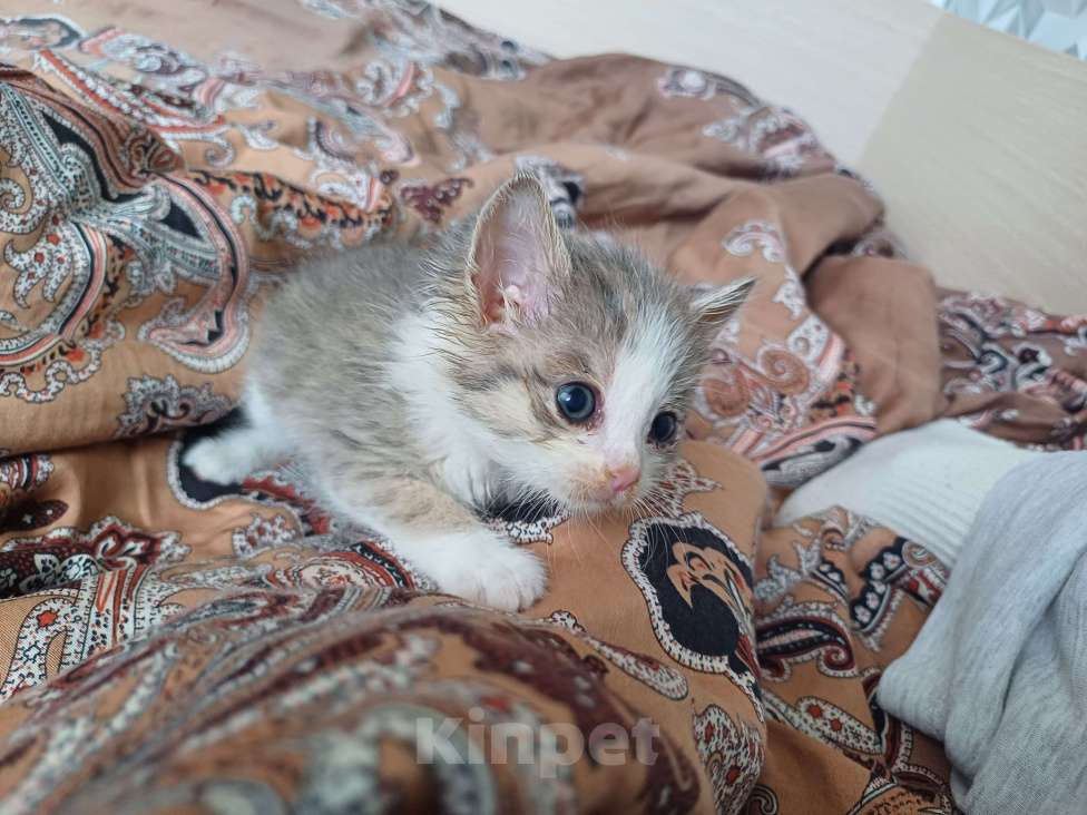 Кошки в Ижевске: Котёнок в добрые руки Девочка, Бесплатно - фото 1