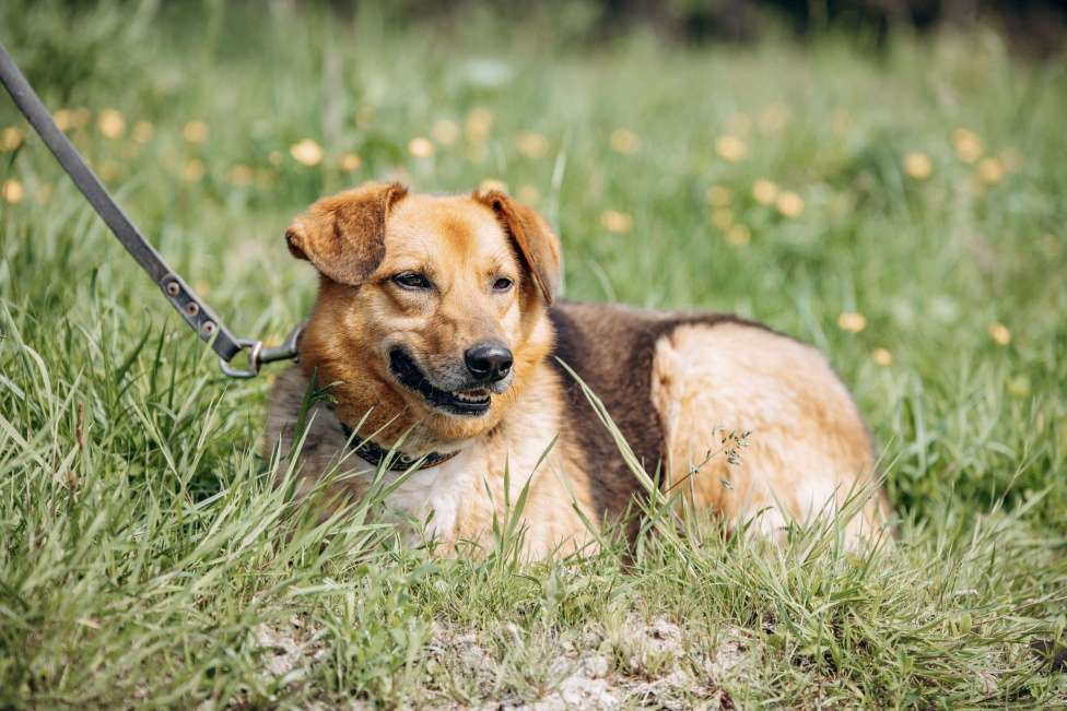 Собаки в Москве: Компактный домашний пёсик в поисках дома.  Мальчик, Бесплатно - фото 7