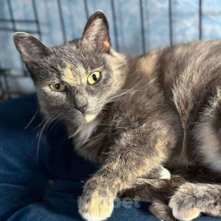 Кошки в Москве: Бусинка грустит в клетке Девочка, Бесплатно - фото 2