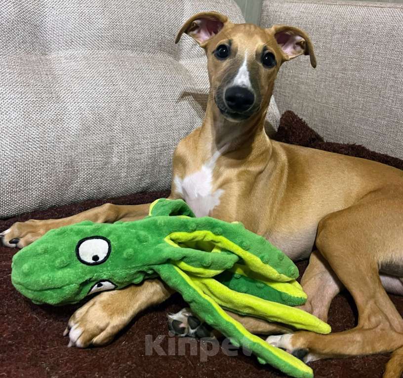 Собаки в Кубинке: Щенок уиппета Мальчик, Бесплатно - фото 7