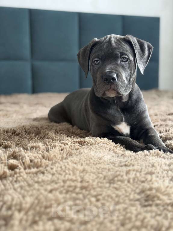 Собаки в Краснодаре: Щенки Кане корсо Девочка, 60 000 руб. - фото 5