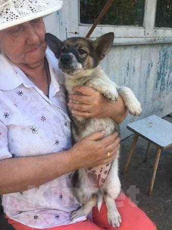 Собаки в Ростове-на-Дону: щенок в добрые руки Девочка, Бесплатно - фото 3