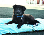 Собаки в Раменском: Черный пушистый щенок в добрые руки Мальчик, Бесплатно - фото 2