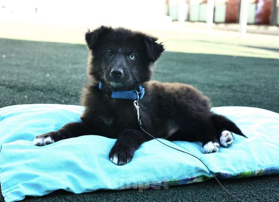 Собаки в Раменском: Черный пушистый щенок в добрые руки Мальчик, Бесплатно - фото 2