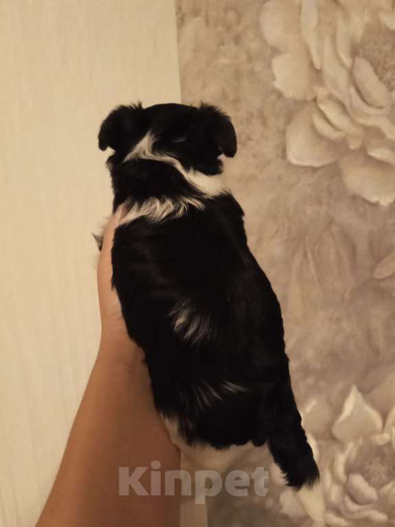 Собаки в Сатке: Биверята мальчики Мальчик, 28 000 руб. - фото 2