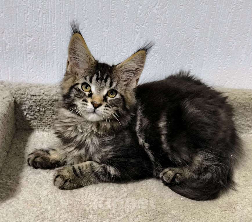 Кошки в Санкт-Петербурге: Кот мейн-кун Мальчик, 65 000 руб. - фото 7