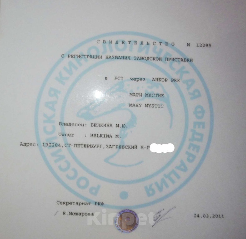 Собаки в Санкт-Петербурге: Чихуахуа девочка чёрного цвета очень ласковая Девочка, 80 000 руб. - фото 6