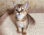 Кошки в Перми: Шотландские котики и кошечки Девочка, 20 000 руб. - фото 3