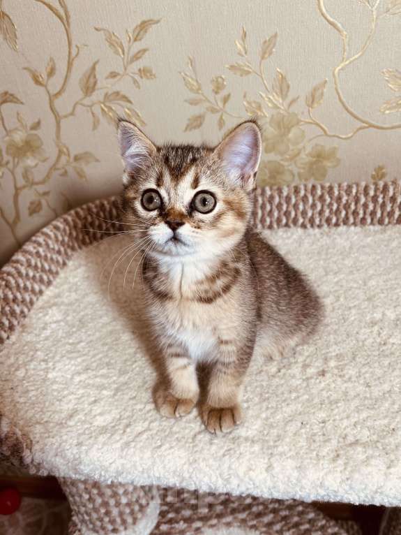 Кошки в Перми: Шотландские котики и кошечки Девочка, 20 000 руб. - фото 3