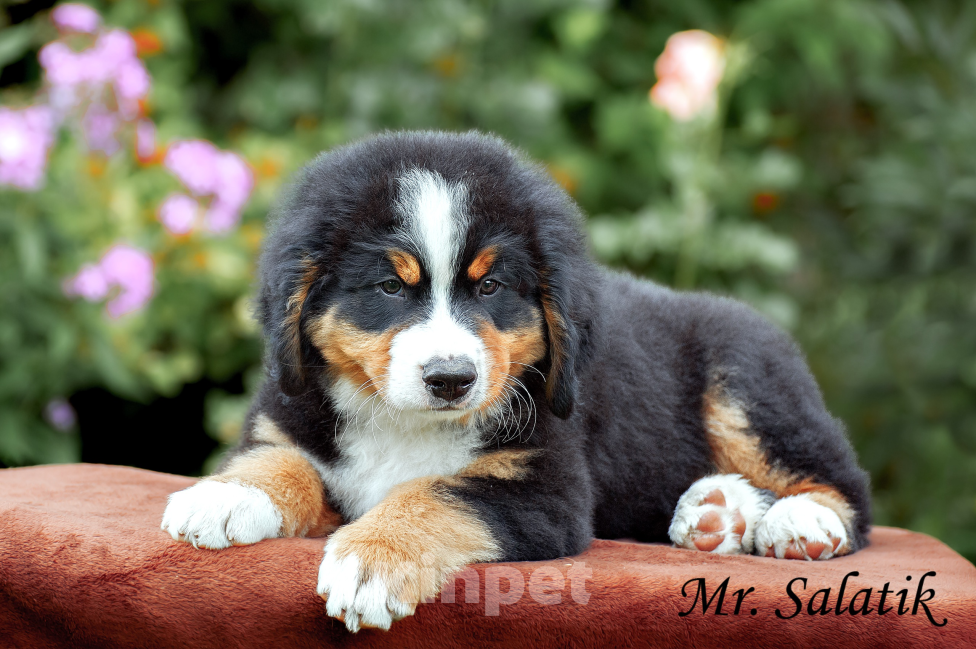 Собаки в Москве: Щенки бернского зенненхунда Мальчик, Бесплатно - фото 4