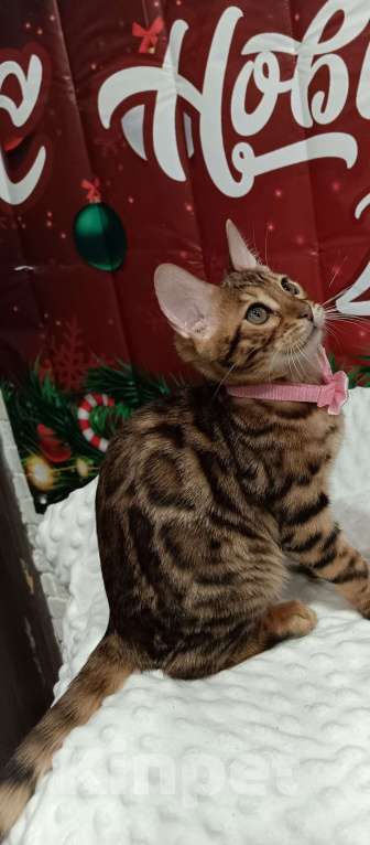 Кошки в Лыткарино: Бенгальский мальчик Майбах 3 мес  Мальчик, 20 000 руб. - фото 1