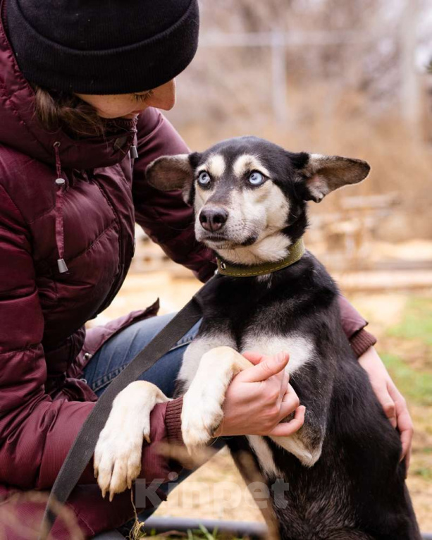 Собаки в Москве: Аляска, 1.5 года Девочка, Бесплатно - фото 1