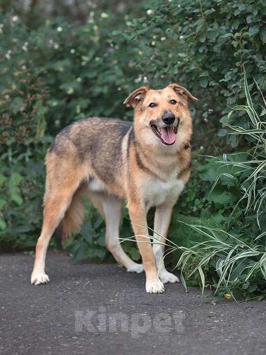 Собаки в Москве: Анри, некрупный домашний песик с большим добрым сердцем ищет дом Мальчик, 10 руб. - фото 4