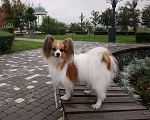 Собаки в Старом Осколе: Малыши папийона Мальчик, 15 000 руб. - фото 4