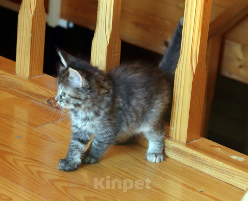 Кошки в Москве: Кошечка ищет хозяина Девочка, Бесплатно - фото 4