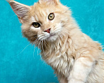 Кошки в Мытищах: Котенок Мейн-кун Мальчик, 30 000 руб. - фото 7