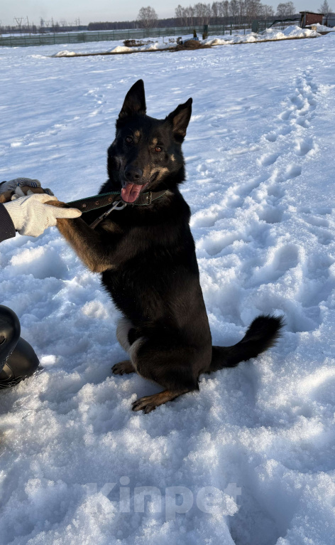 Собаки в Воскресенске: Веселый волчара Мальчик, Бесплатно - фото 5
